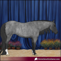 Horse Color:Blue Roan Rabicano