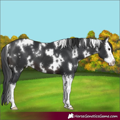 Horse Color:White Spotted Brown Splash