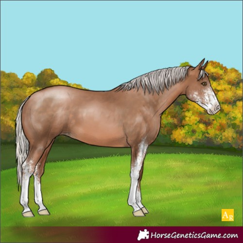 Horse Color:Silver Brown Pearl Sabino 