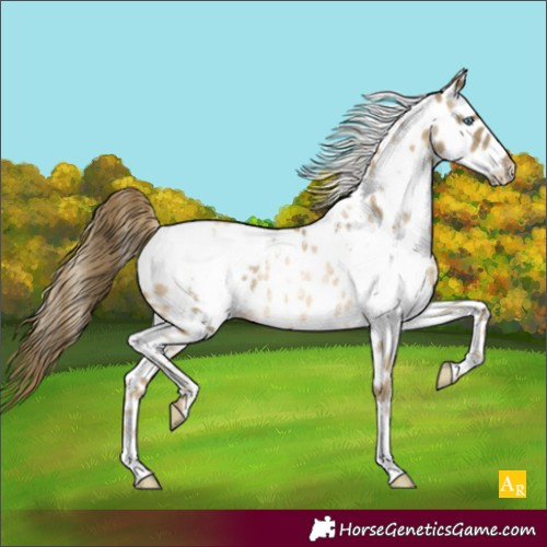 Horse Color:White Spotted Buckskin Pearl Near Leopard Rabicano 