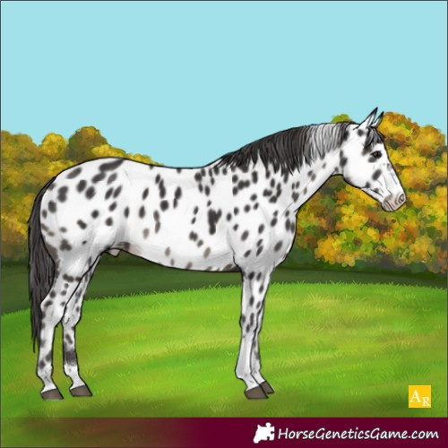 Horse Color:Smoky Black Tobiano Appaloosa 