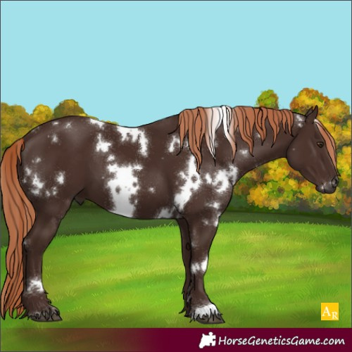 Horse Color:White Spotted Liver Chestnut 
