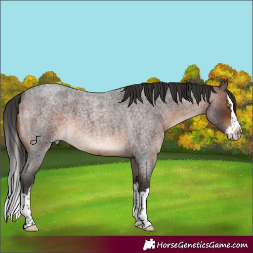 Horse Color:Brown Roan Splash 