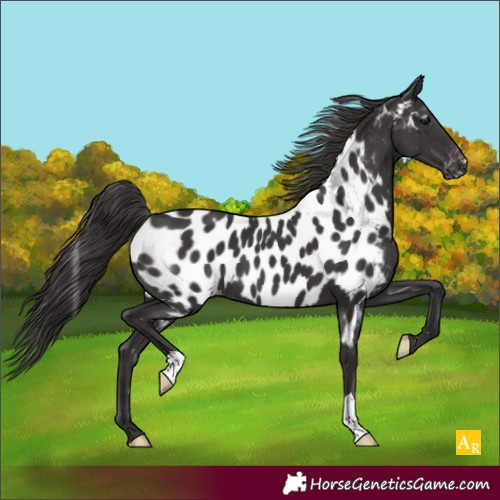 Horse Color:Smoky Black Appaloosa 
