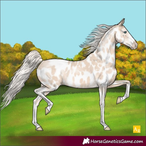 Horse Color:Cremello Sabino Near Leopard 
