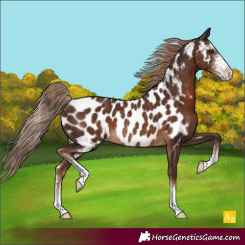 Horse Color:Liver Chestnut Sabino Appaloosa Rabicano