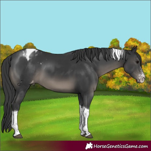 Horse Color:Black Sabino Tobiano Appaloosa