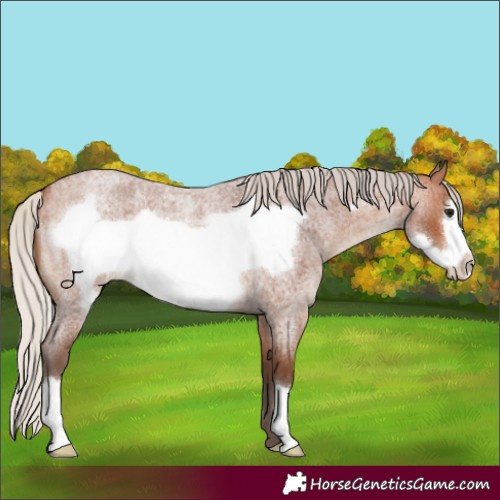 Horse Color:Silver Bay Roan Frame
