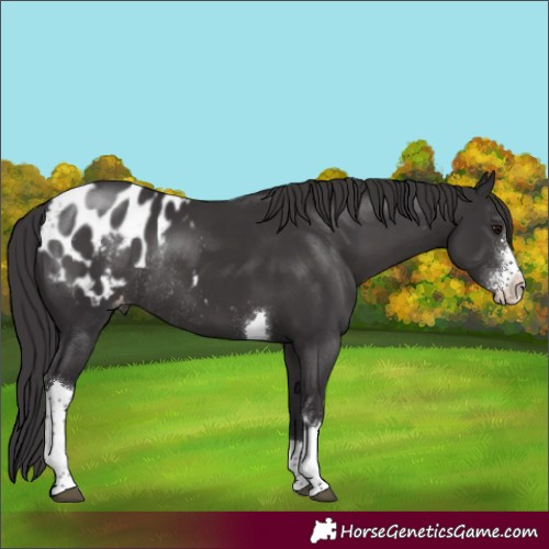 Horse Color:Smoky Black Sabino Tobiano Appaloosa Rabicano