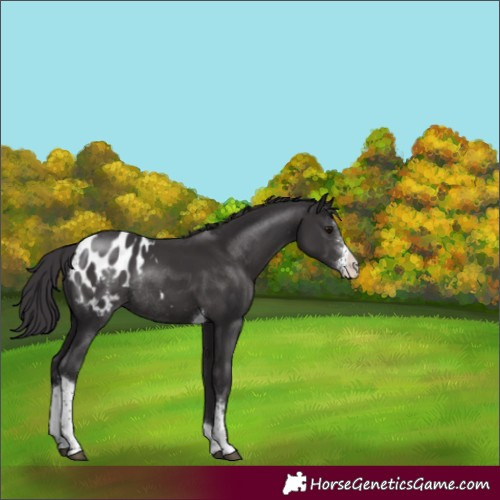 Horse Color:Smoky Black Sabino Tobiano Appaloosa Rabicano 