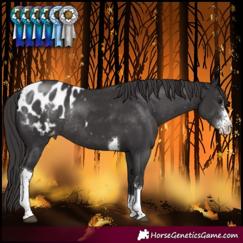 Horse Color:Smoky Black Sabino Tobiano Blanket Rabicano 