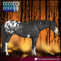 Horse Color:Smoky Black Sabino Tobiano Blanket Rabicano