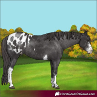 Horse Color:Smoky Black Sabino Tobiano Appaloosa Rabicano 