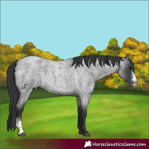 Horse Color:Blue Roan Sabino 