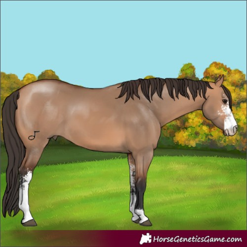 Horse Color:Bay Dun Sabino 
