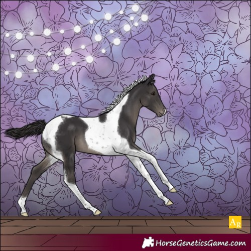 Horse Color:Smoky Black Tobiano Appaloosa 