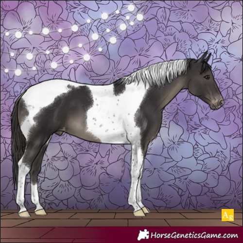 Horse Color:Smoky Black Tobiano Appaloosa