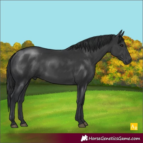 Horse Color:Black Rabicano