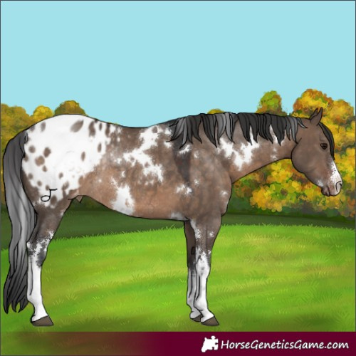 Horse Color:White Spotted Brown Dun Appaloosa Rabicano