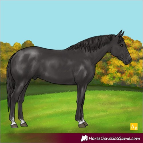 Horse Color:Smoky Black