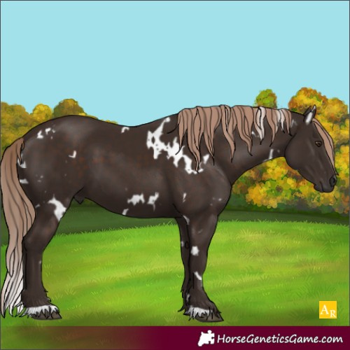 Horse Color:White Spotted Liver Chestnut
