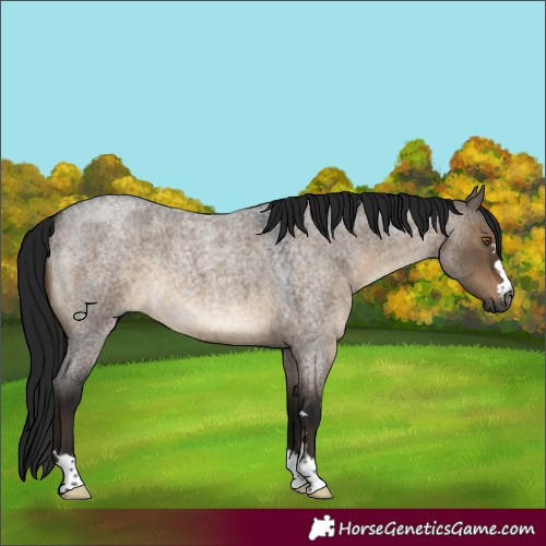 Horse Color:Gray Brown Roan Dun 
