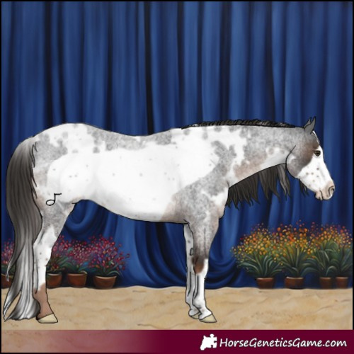 Horse Color:White Spotted Liver Red Roan Frame Rabicano 