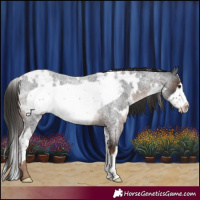 Horse Color:White Spotted Liver Red Roan Frame Rabicano