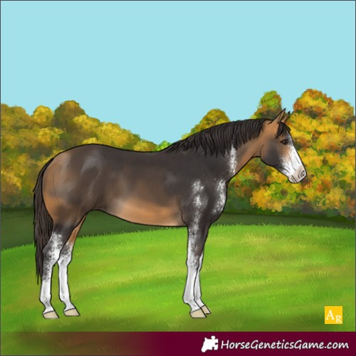 Horse Color:Buckskin Sabino 