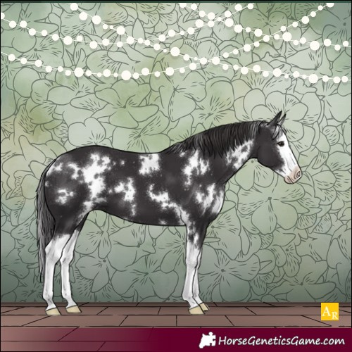 Horse Color:White Spotted Smoky Black Splash