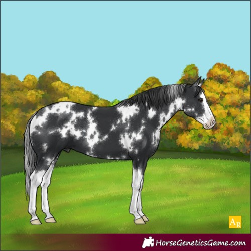 Horse Color:White Spotted Black Splash 