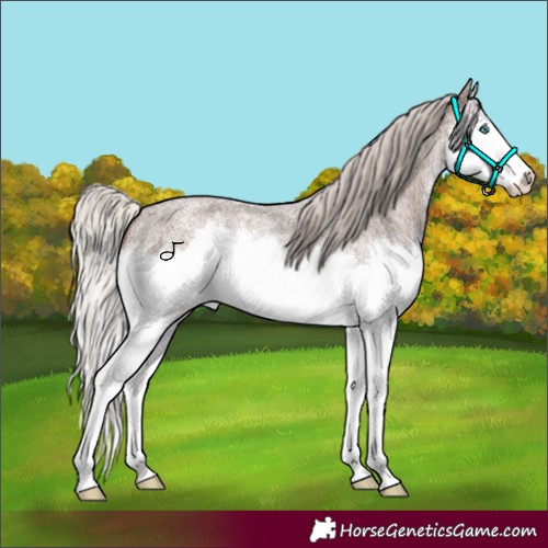 Horse Color:Silver Blue Roan Splash