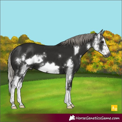 Horse Color:Gray Silver Black Sabino Splash Frame 