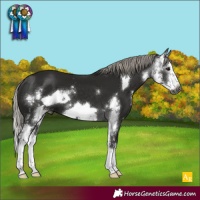 Horse Color:Gray Silver Black Sabino Splash Frame
