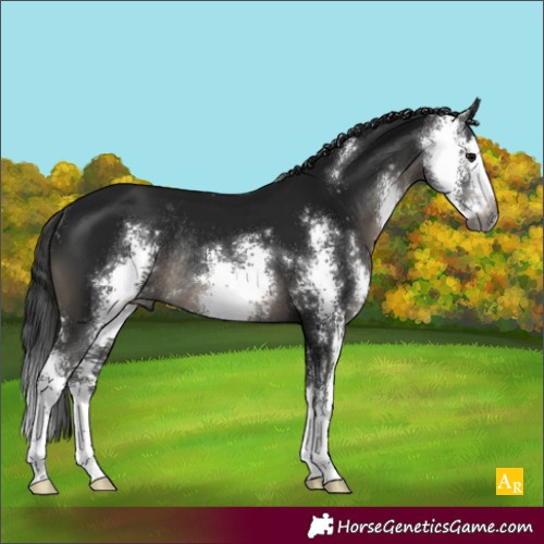 Horse Color:Gray Black Sabino Splash Rabicano 