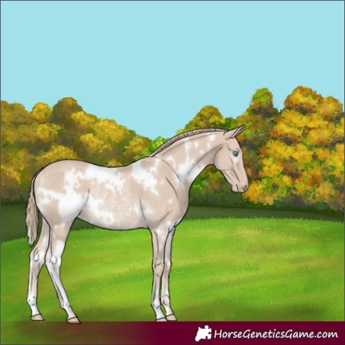 Horse Color:White Spotted Smoky Creme Rabicano 