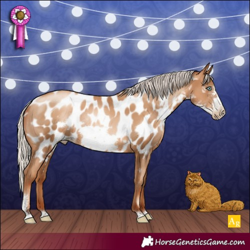 Horse Color:Gray Silver Sable Champagne Pearl Sabino Frame Appaloosa Rabicano