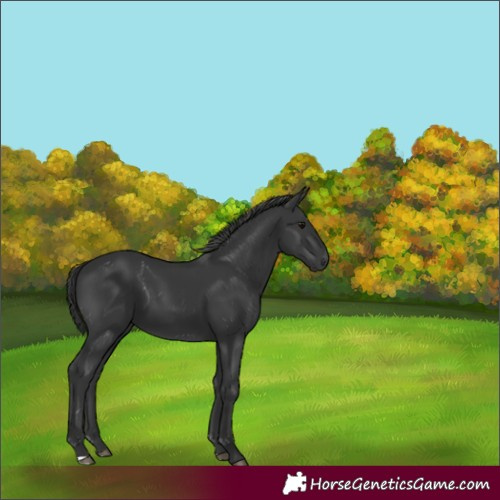 Horse Color:Black 