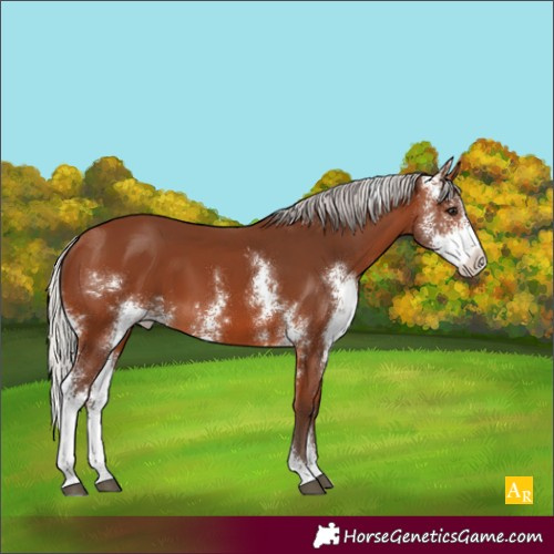 Horse Color:Silver Brown Sabino 