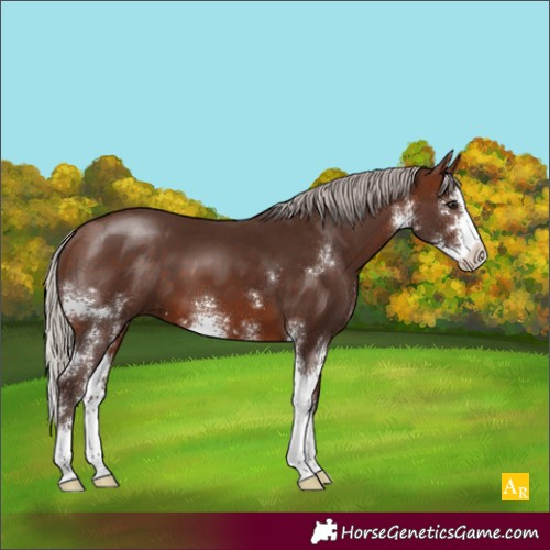 Horse Color:Silver Brown Sabino Splash