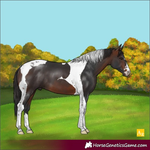 Horse Color:Bay Tobiano 