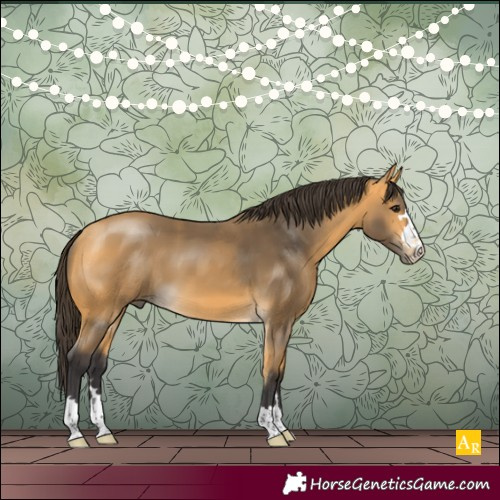 Horse Color:Buckskin