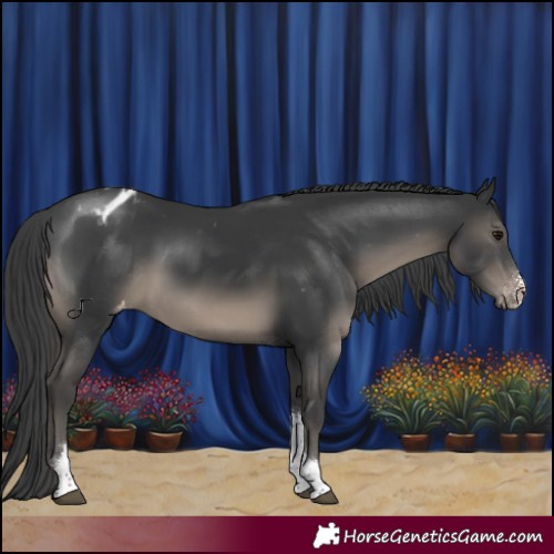 Horse Color:Black Sabino Tobiano Appaloosa 