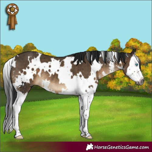 Horse Color:Gray White Spotted Brown Dun Sabino Splash Brindle 