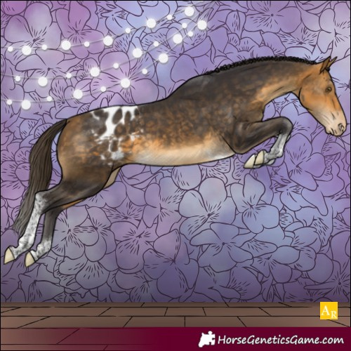 Horse Color:Buckskin Tobiano Appaloosa