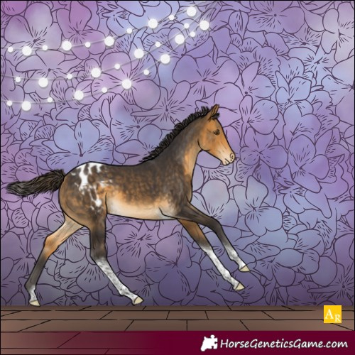 Horse Color:Buckskin Tobiano Appaloosa 