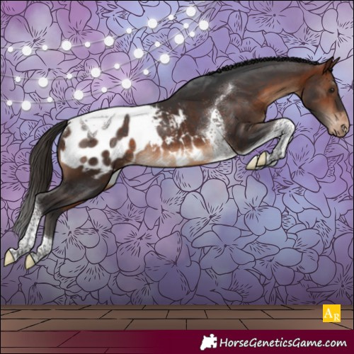 Horse Color:Bay Tobiano Appaloosa Rabicano