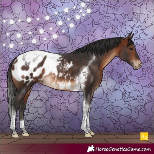 Horse Color:Bay Tobiano Appaloosa Rabicano 