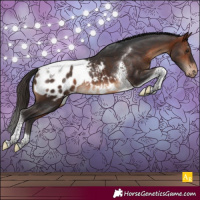 Horse Color:Bay Tobiano Blanket Rabicano 