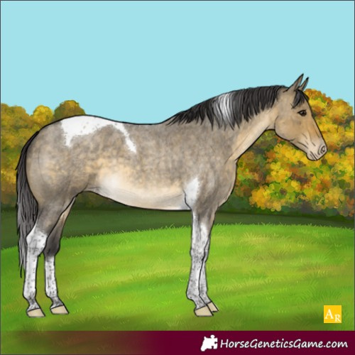 Horse Color:Buckskin Roan Dun Tobiano Varnish